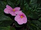 DSCN0337