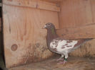 F2012,99 (11)