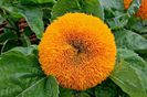 Helianthus_annuus_-_Teddy_Bear