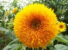 TEDDY BEAR SUNFLOWER