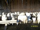 noua generatie ,mieluti 2013