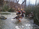 Rate mandarin