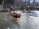 Rate mandarin