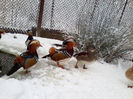 Rate mandarin