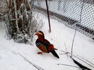 Rate mandarin