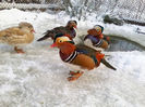 Rate mandarin