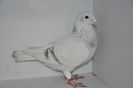 ALBUL 12M13