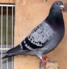 DSCF8684