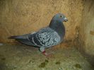 DSC01774