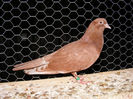 15452 2013-PIERDUT la mare inaltime