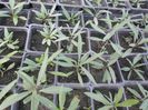 butasi Goji Berry 12