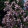 flori paulownia 1