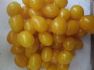 Rosii Yellow Cherry 10