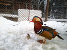 Rate mandarin