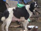 femela