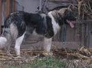 mascul 10 luni