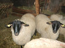 DSCF0343[1]