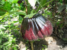 Vinete black beauty