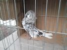 SAM_2099