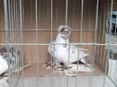 SAM_2080
