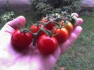 tomate Cherry -Super Sweet