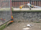 IMG_1193 - Copy