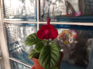 DSCF2465