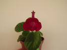 DSCF2470