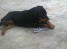 HERRA