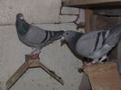DSCF8652