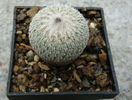 Epithelantha micromeris     (Engelm.) F.A.C.Weber ex Britton & Rose 1922