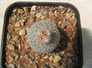 Epithelantha micromeris subsp. bokei     (L.D.Benson) U.Guzm