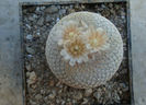 Epithelantha micromeris subsp. bokei  (L.D.Benson) U.Guzm