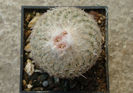 Epithelantha micromeris subsp. greggii   (Engelm.) N.P.Taylor 1998