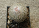 Epithelantha micromeris subsp. greggii  (Engelm.) N.P.Taylor 1998