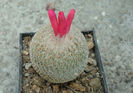 Epithelantha micromeris subsp. greggii (Engelm.) N.P.Taylor 1998