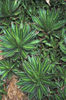 agave americana