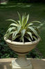 agave joe hoak