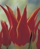 Aladdin-tulipa__22102_1297522510_1280_1280
