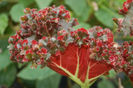 begonia madame queen.