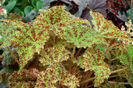 begonia marmaduke
