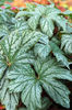 begonia silver splendor