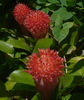 Billbergia_pyramidalis