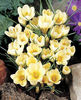 crocus-chrysanthus-Cream-Beauty-bunch__37213_1302183312_1280_1280