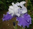iris_barb_song_of_norway