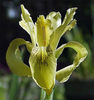 iris_forrestii