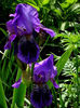 iris_med_honky_tonky