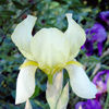 iris_moons_deligth