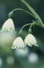 Leucojum-aestivum-summer-snowflake__91189_1302211963_1280_1280