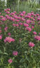 monarda marshall s delights